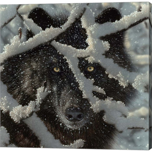 Winter Black Wolf by Collin Bogle, Canvas Art