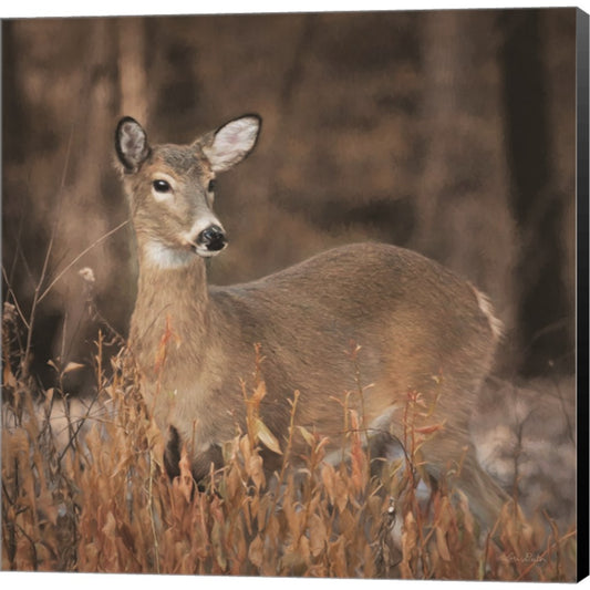 Whitetail Deer by Lori Deiter, Canvas Art