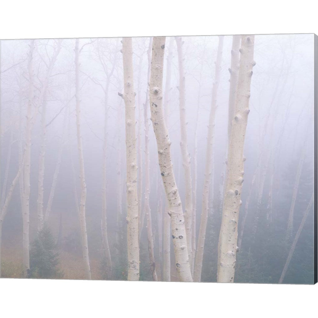 Aspens In The Fog by Jim Becia, Canvas Art