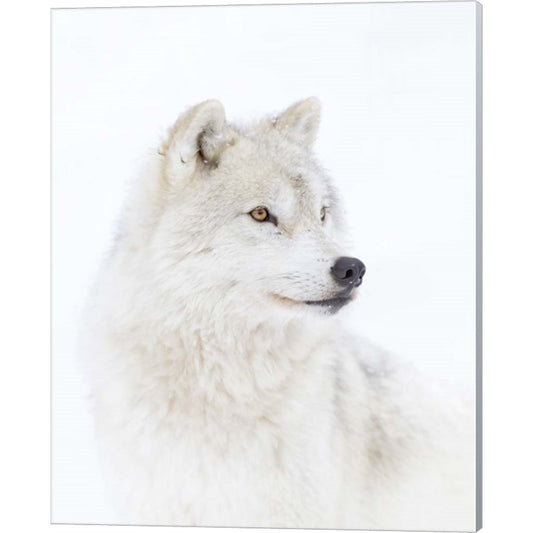 Portrait of an Arctic Wolf by Jim Cumming, Canvas Art