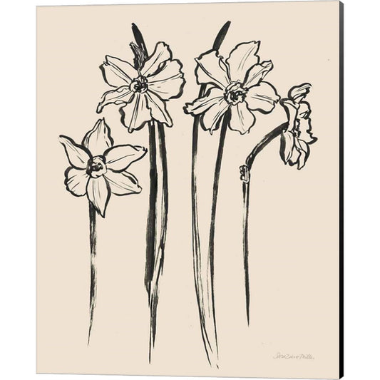 Ink Sketch Daffodils by Sara Zieve Miller, Canvas Art