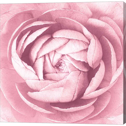 Pale Pink Ranunculus Crop by Elise Catterall, Canvas Art