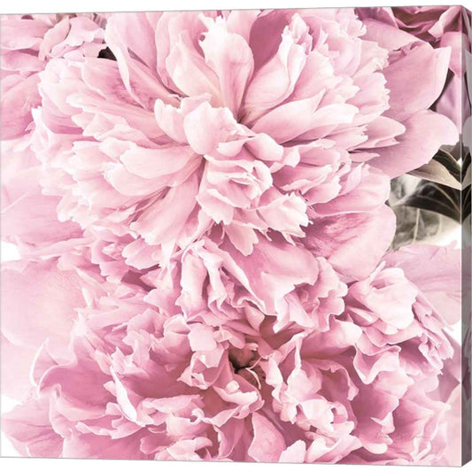 Pale Pink Peony Cluster by Elise Catterall, Canvas Art