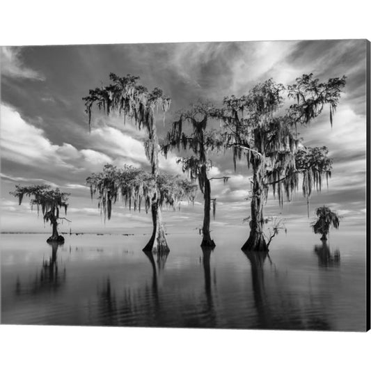 Sentinels of Lake Maurepas by Andy Crawford Photography, Canvas Art