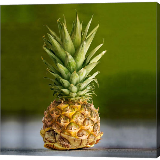 PineappleTurtle by Pixelmated Animals, Canvas Art