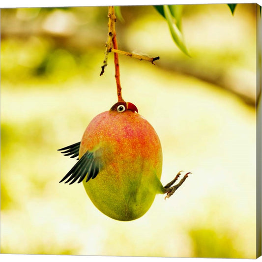 Mangobird by Pixelmated Animals, Canvas Art