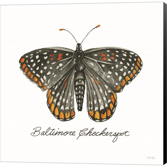 Baltimore Checkerspot by Cindy Jacobs, Canvas Art