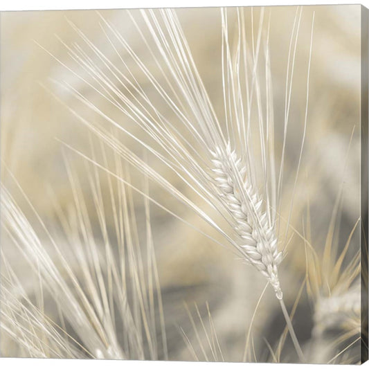 Wheat by Assaf Frank, Canvas Art