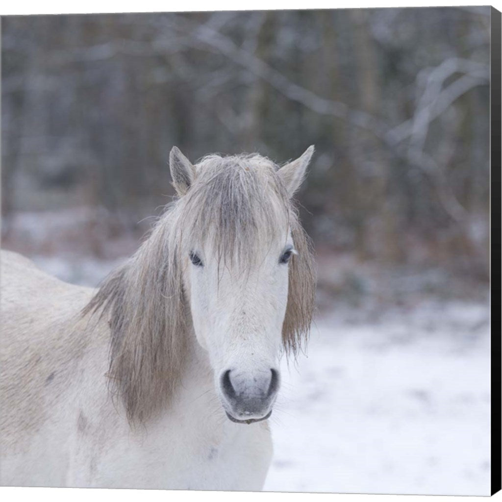 Horses 8 by Assaf Frank, Canvas Art