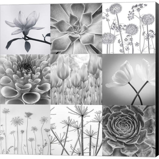 BW Plants Flowers by Assaf Frank, Canvas Art