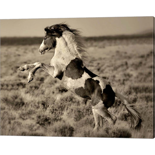 Wild Painted Pony by Lisa Dearing, Canvas Art