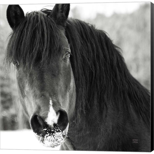 Winter Horse II by Nathan Larson, Canvas Art