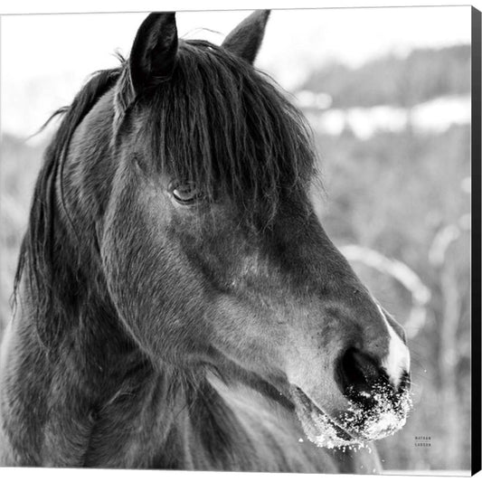 Winter Horse I by Nathan Larson, Canvas Art