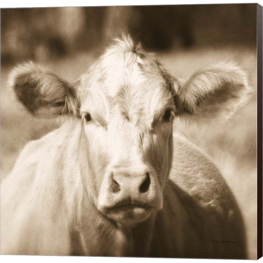 Pasture Cow Sepia Sq by Debra Van Swearingen, Canvas Art