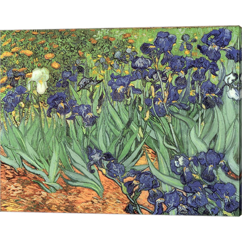 Irises, 1889 by Vincent Van Gogh, Canvas Art