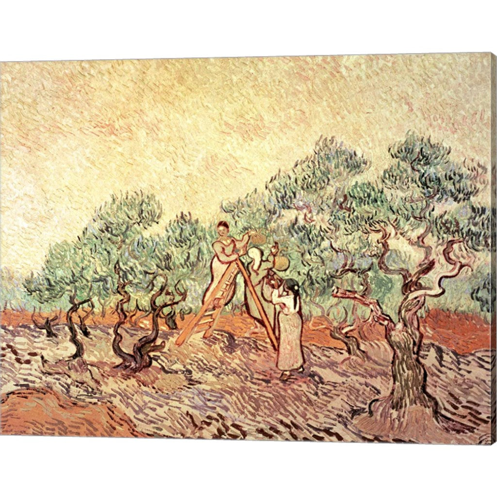 The Olive Grove, 1889 by Vincent Van Gogh, Canvas Art