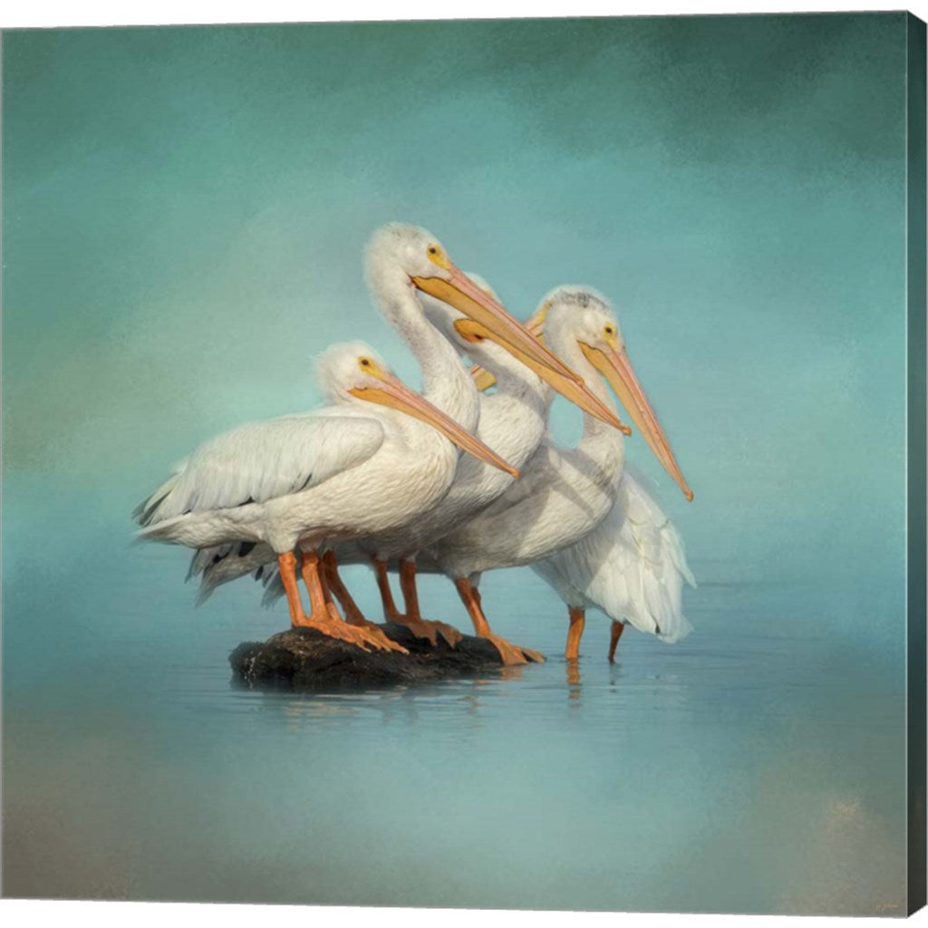 We Are Family White Pelicans by Jai Johnson, Canvas Art