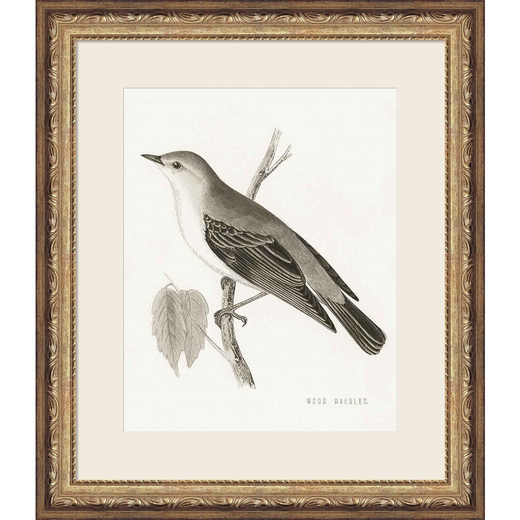 Engraved Birds III BW by Wild Apple Portfolio, Framed Art