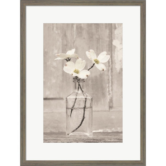 Dogwood Blossoms by Lori Deiter, Framed Art