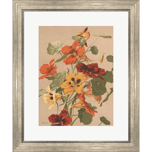 Antique Botanical Collection 2 by Stellar Design Studio, Framed Art