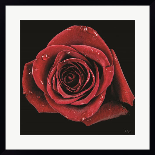 Broken Heart Rose by Donnie Quillen, Framed Art