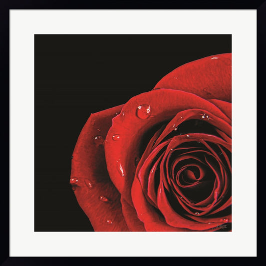 Pop of Red Rose by Donnie Quillen, Framed Art