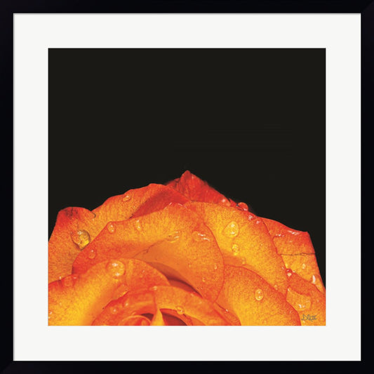 Orange Petals by Donnie Quillen, Framed Art