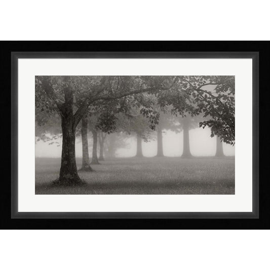 Trees In Early Autumn by Nicholas Bell, Framed Art