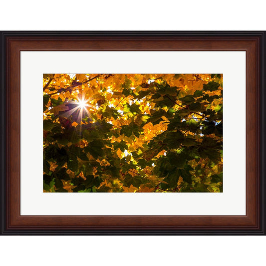 Autumn Sun by Dora Artemiadi, Framed Art