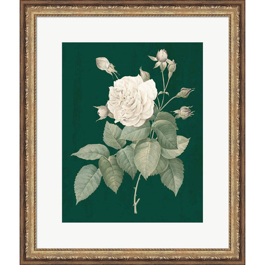 White Roses on Green I by Wild Apple Portfolio, Framed Art