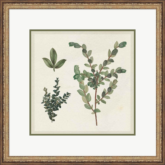 Victorian Garden Chart II by Wild Apple Portfolio, Framed Art