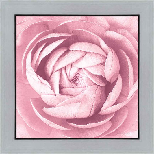 Pale Pink Ranunculus Crop by Elise Catterall, Framed Art