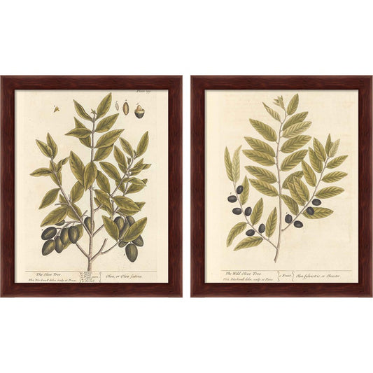 Olive Branch by Wild Apple Portfolio, 2 Piece Brown Framed Art Set