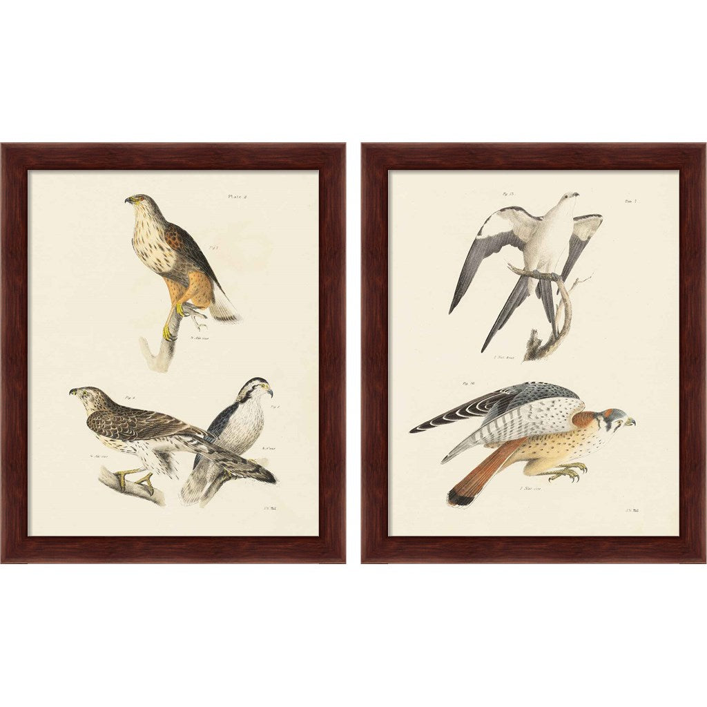 Birds of Prey by Wild Apple Portfolio, 2 Piece Brown Framed Art Set