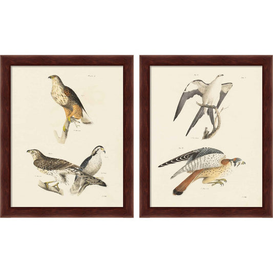 Birds of Prey by Wild Apple Portfolio, 2 Piece Brown Framed Art Set