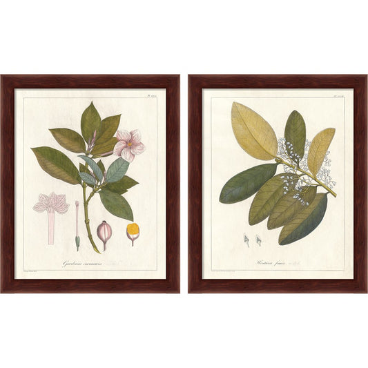 Botanical Gardenia & Heritiera v2 by Wild Apple Portfolio, 2 Piece Brown Framed Art Set